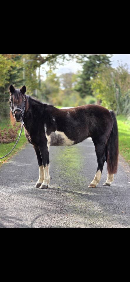 Mare Connemara For sale 2006 Coloured