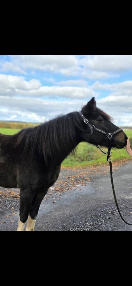 Mare Connemara For sale 2006 Coloured