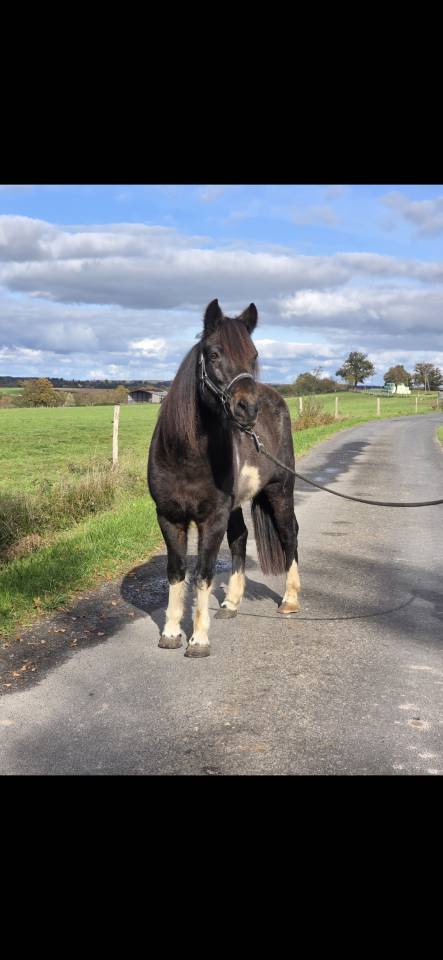 Mare Connemara For sale 2006 Coloured