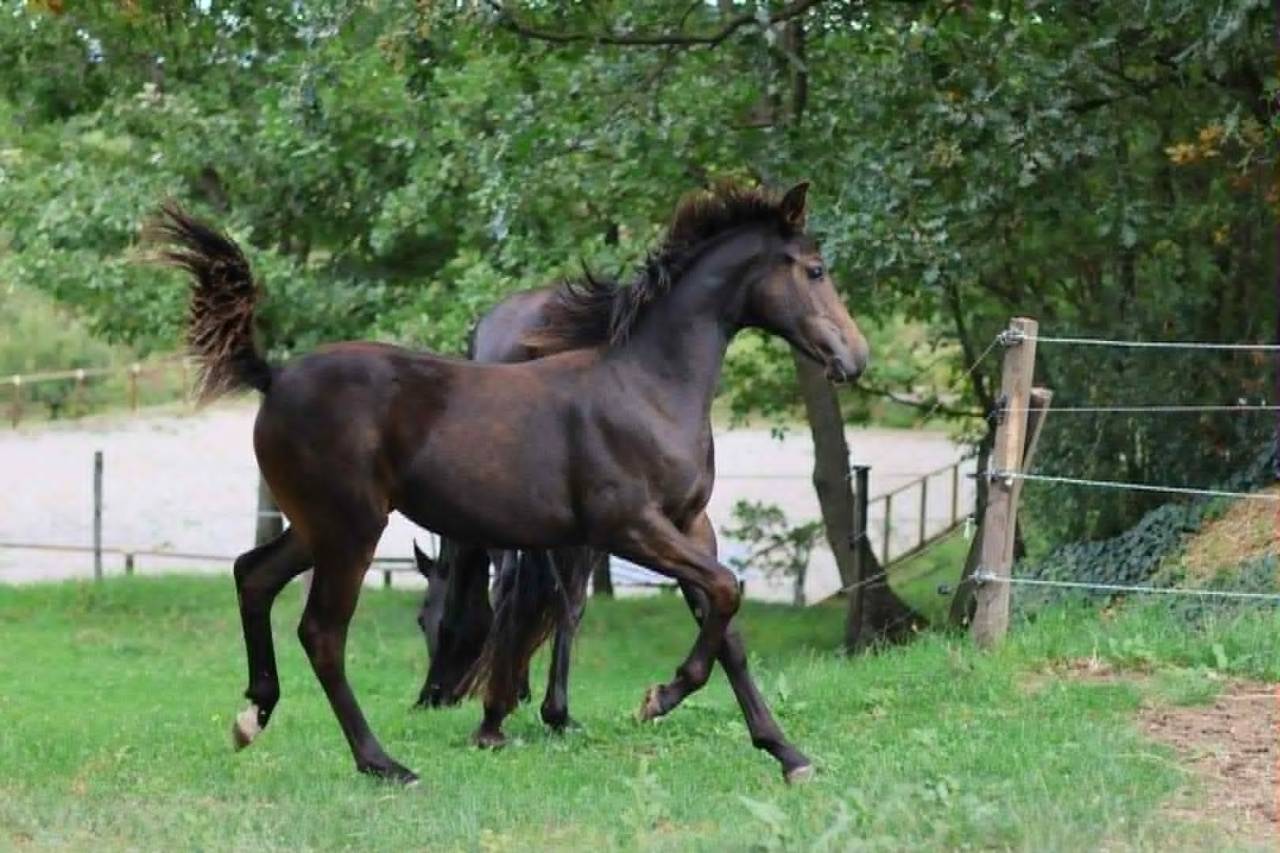 Filly Selle Français For sale 2025 Bay