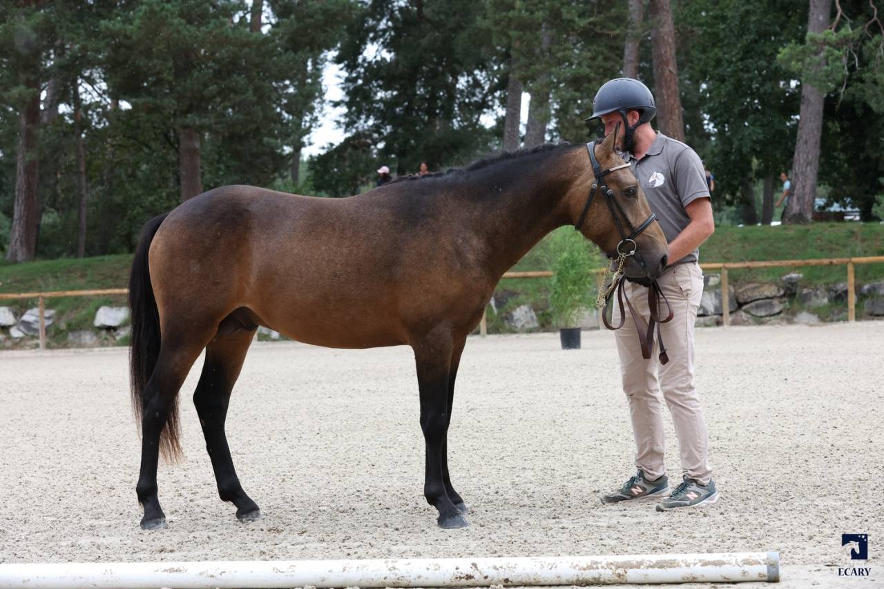 L'ancelot du ménage  - New Forest 2021 by SILVERLEA SIMPLY RED