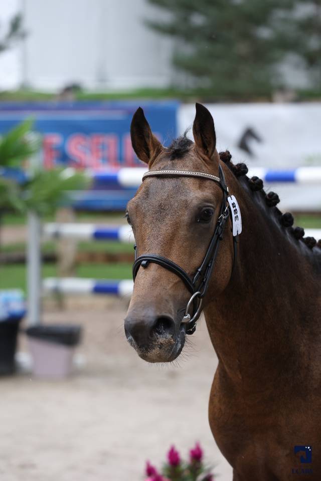 L'ancelot du ménage  - New Forest 2021 by SILVERLEA SIMPLY RED