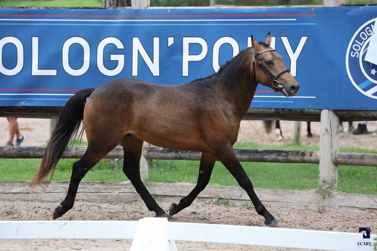 L'ancelot du ménage  - New Forest 2021 by SILVERLEA SIMPLY RED