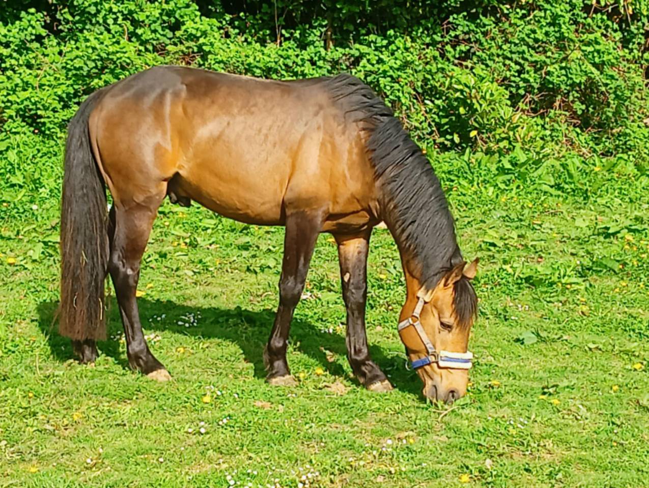 L'ancelot du ménage  - New Forest 2021 by SILVERLEA SIMPLY RED