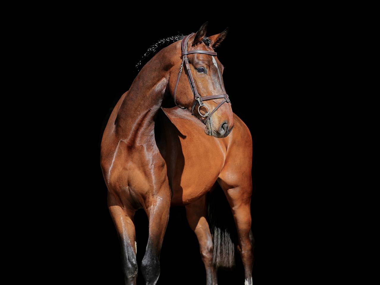 Gelding Zangersheide For sale 2021 Bay