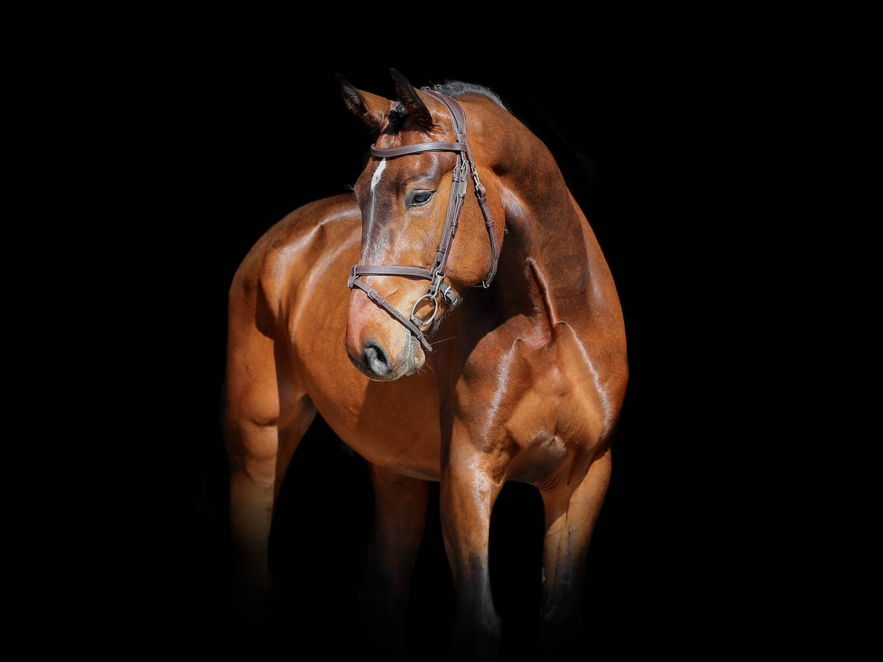 Gelding Zangersheide For sale 2021 Bay