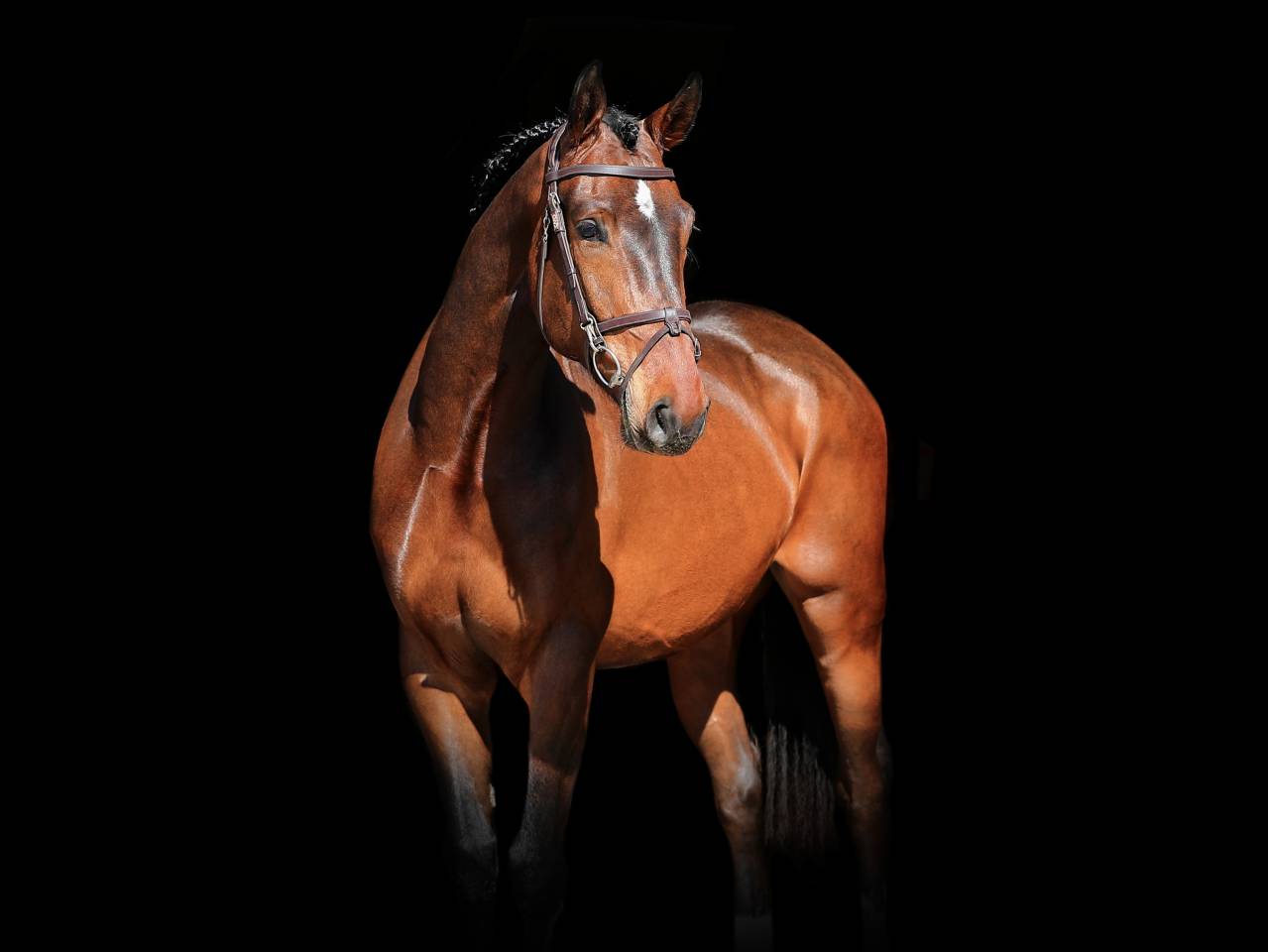 Gelding Zangersheide For sale 2021 Bay