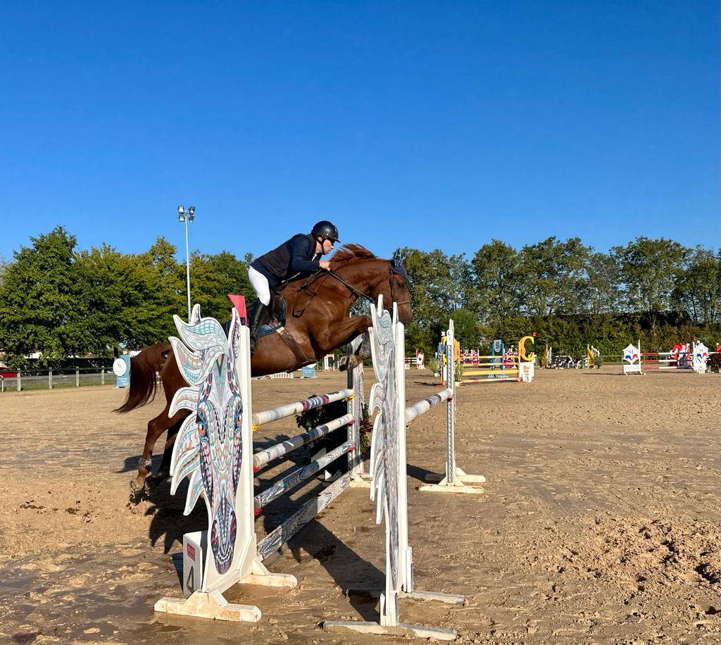 Mare Selle Français For sale 2016 Chesnut