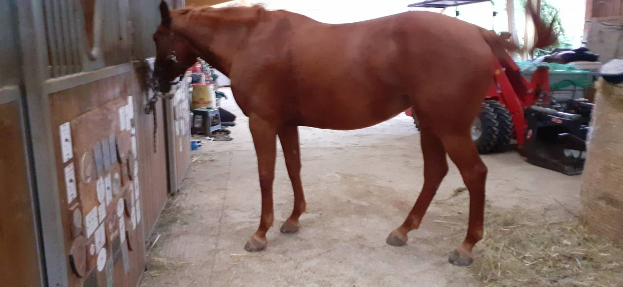 Mare Selle Français For sale 2016 Chesnut