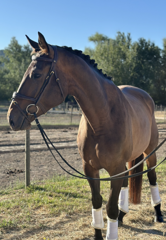 Mare Oldenburg For sale 2021 Dark Bay