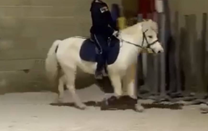 Mare No Origin Recorded For sale 2017 White