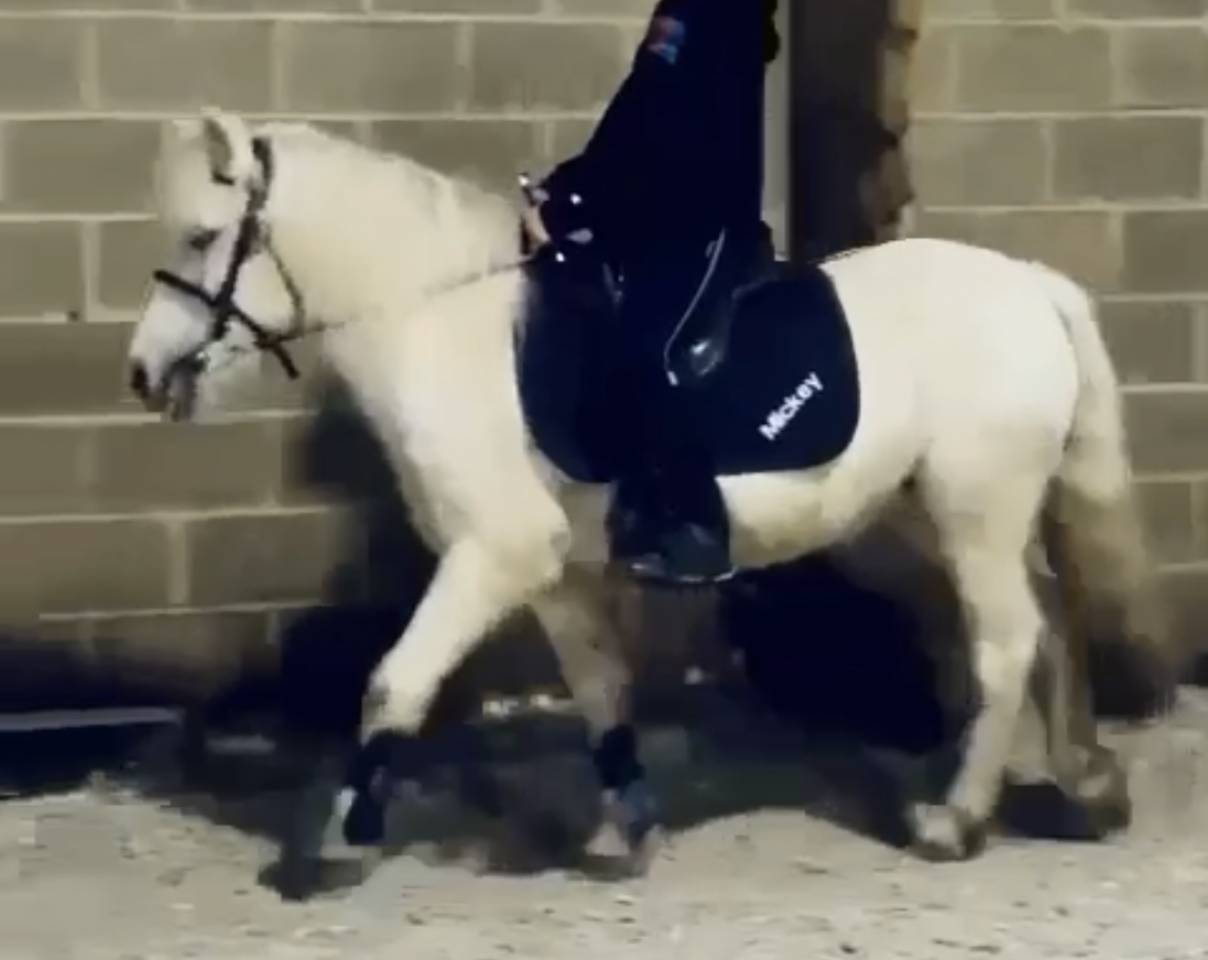 Mare No Origin Recorded For sale 2017 White