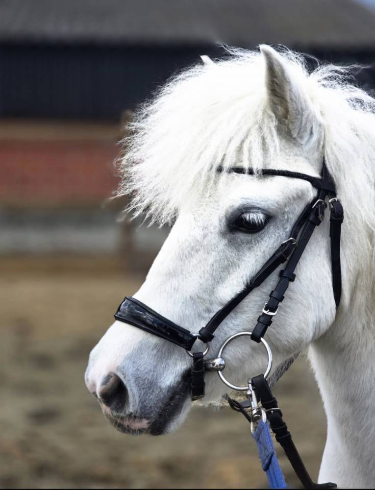 Mare No Origin Recorded For sale 2017 White