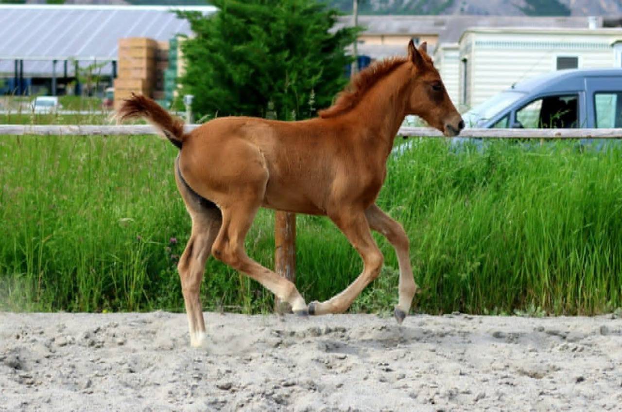 Filly Hanoverian For sale 2025 Chesnut