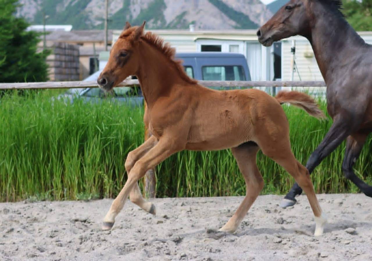 Filly Hanoverian For sale 2025 Chesnut