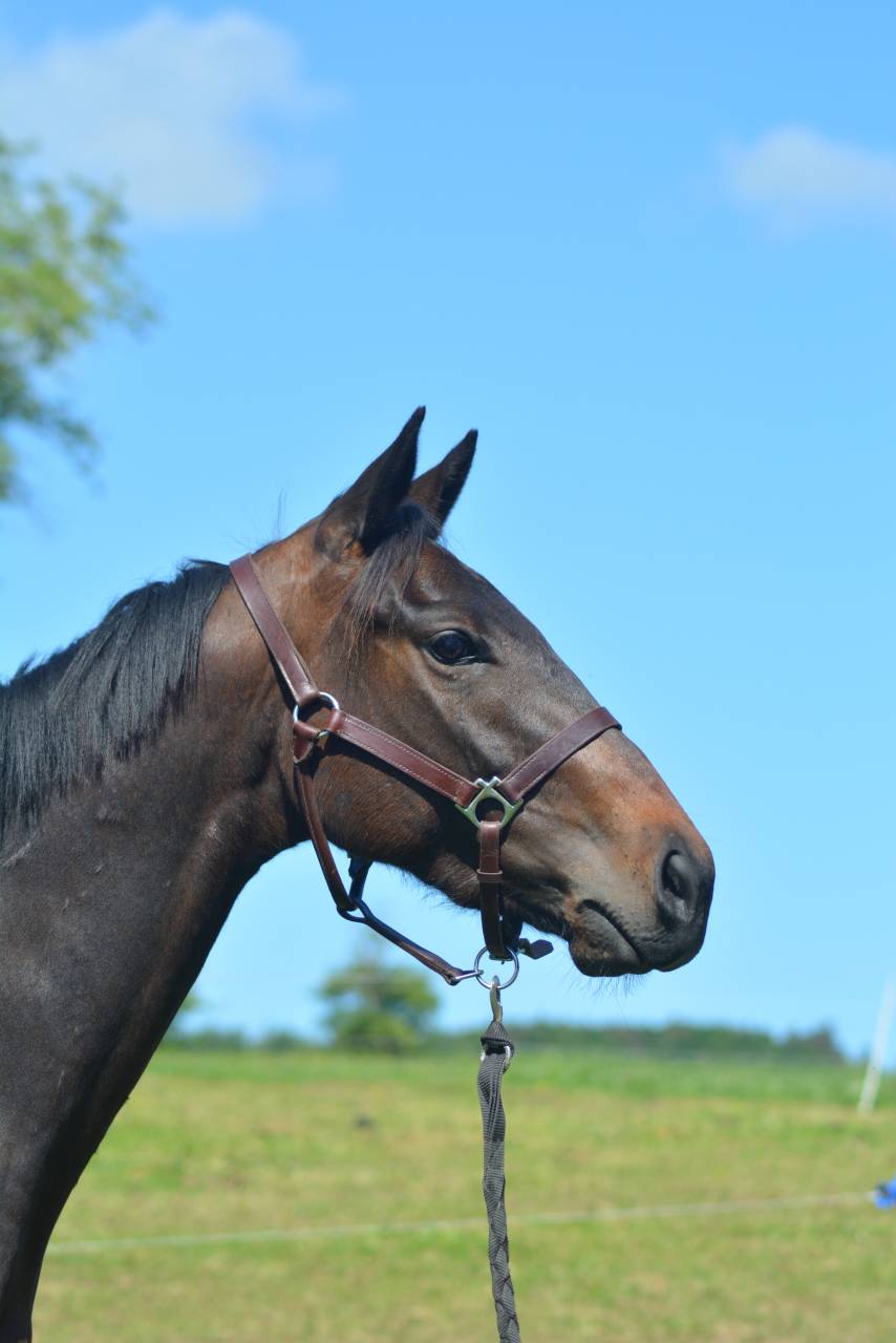 Gelding English Thoroughbred For sale 2022 Dark Bay