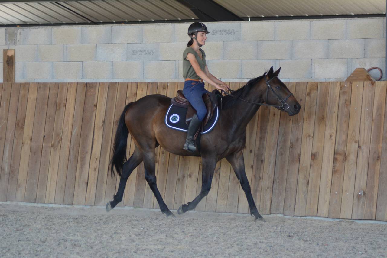 Gelding English Thoroughbred For sale 2022 Dark Bay