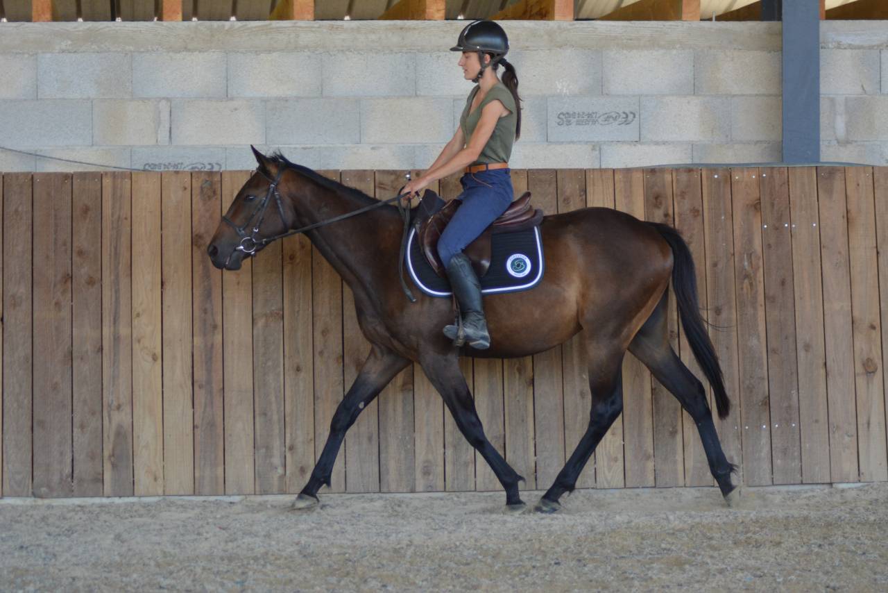 Gelding English Thoroughbred For sale 2022 Dark Bay