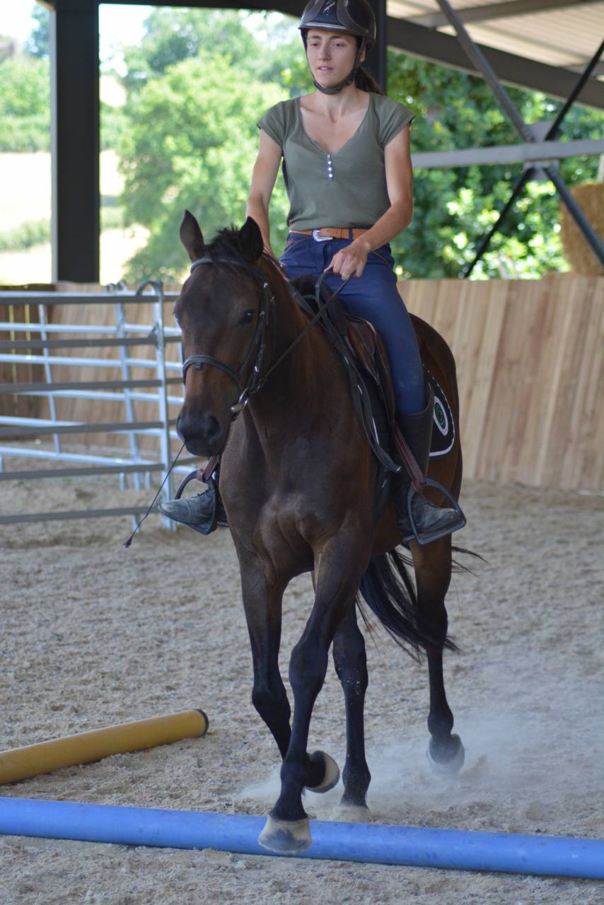 Gelding English Thoroughbred For sale 2022 Dark Bay