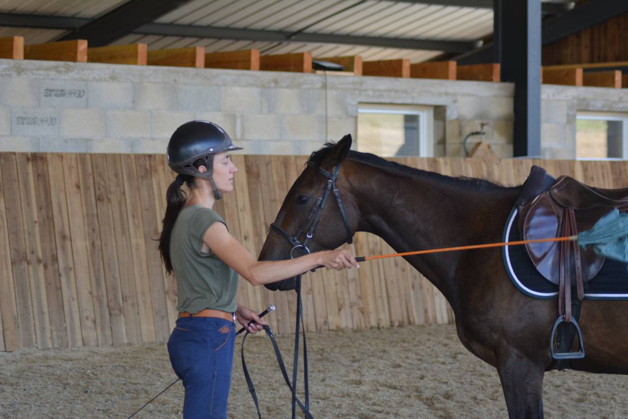 Gelding English Thoroughbred For sale 2022 Dark Bay