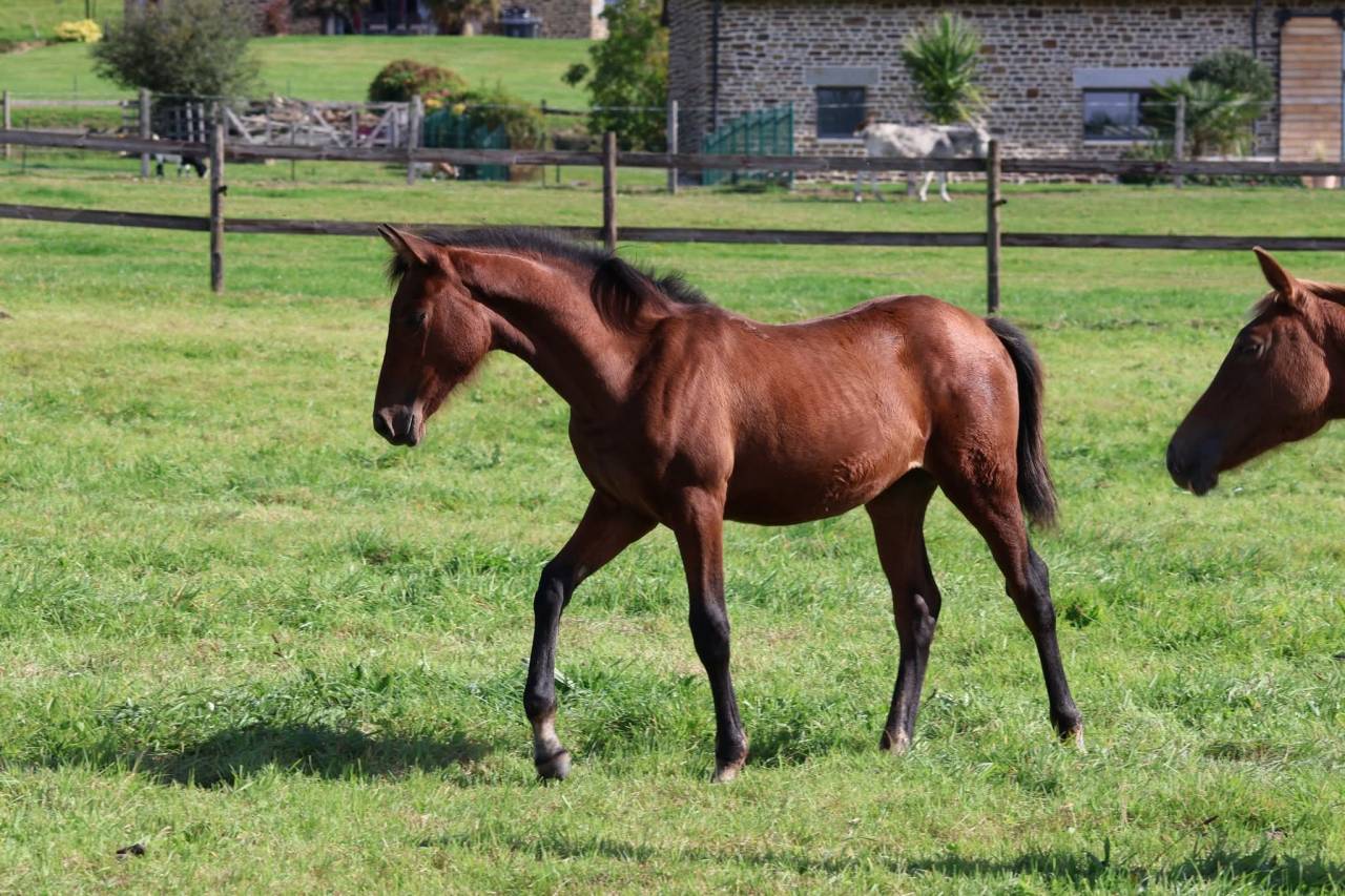 Filly French Saddle Pony For sale 2025 Dark Bay