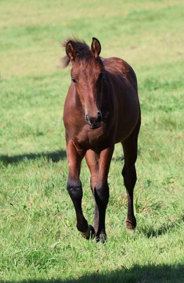 Filly French Saddle Pony For sale 2025 Dark Bay