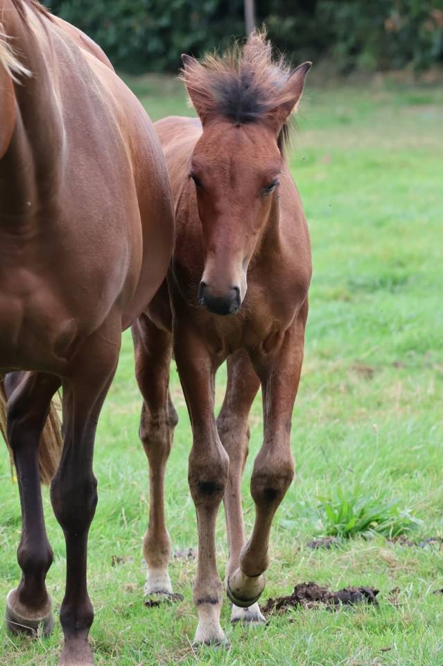 Filly French Saddle Pony For sale 2025 Dark Bay