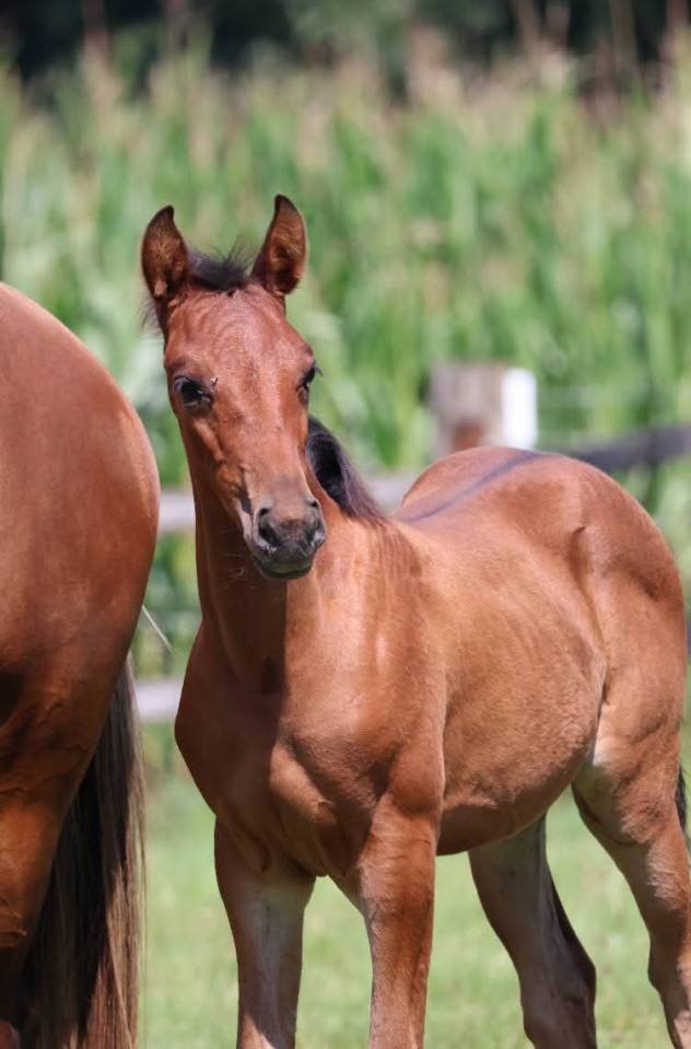 Filly French Saddle Pony For sale 2025 Dark Bay