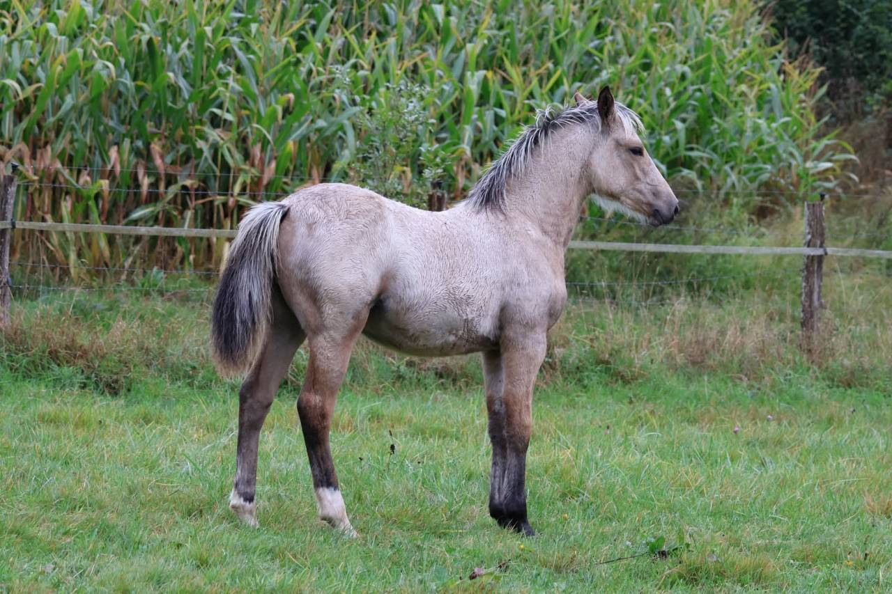 Filly French Saddle Pony For sale 2025 Buckskin