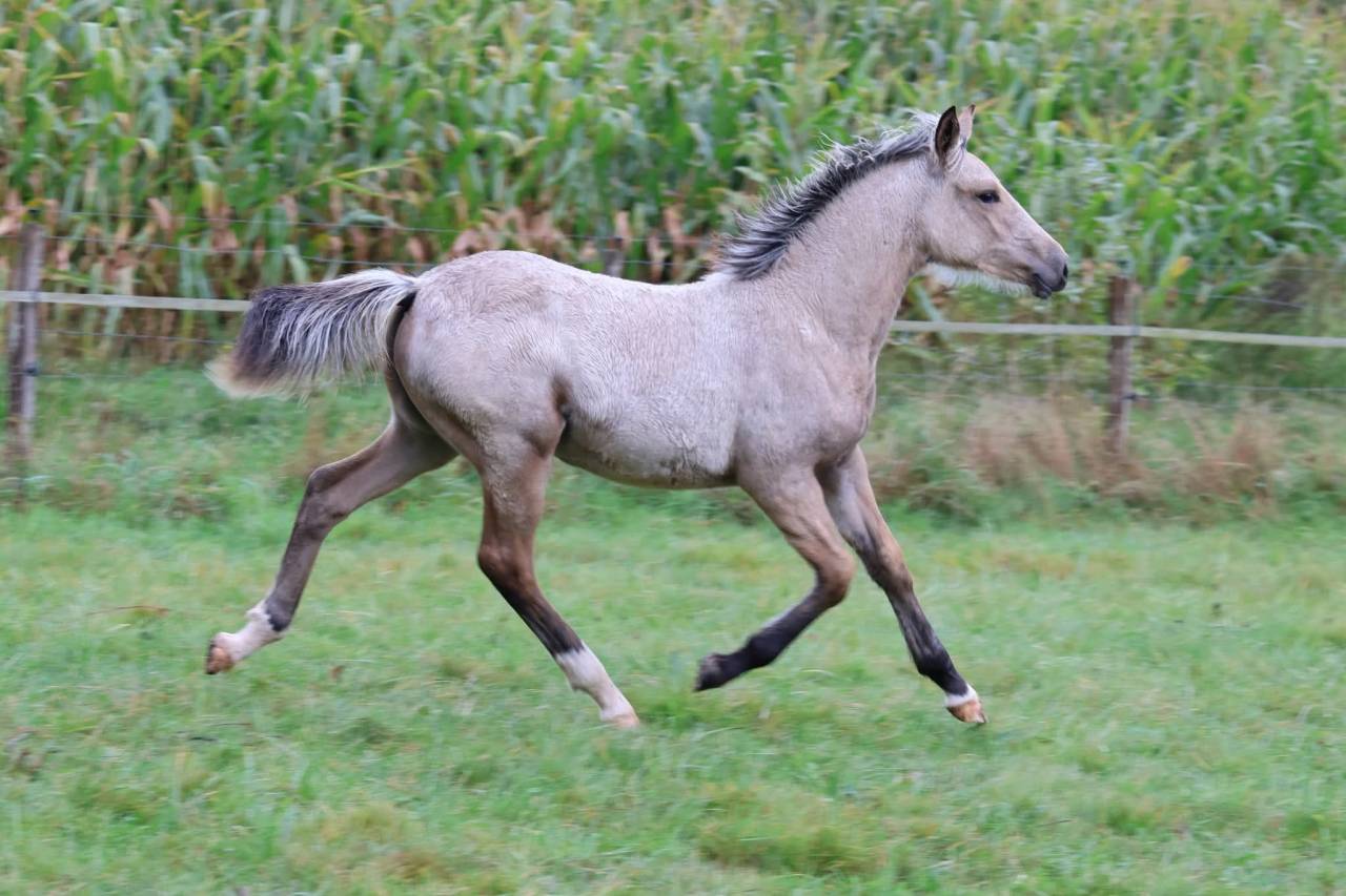 Filly French Saddle Pony For sale 2025 Buckskin
