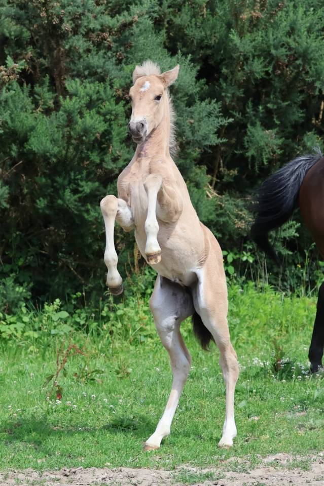 Filly French Saddle Pony For sale 2025 Buckskin