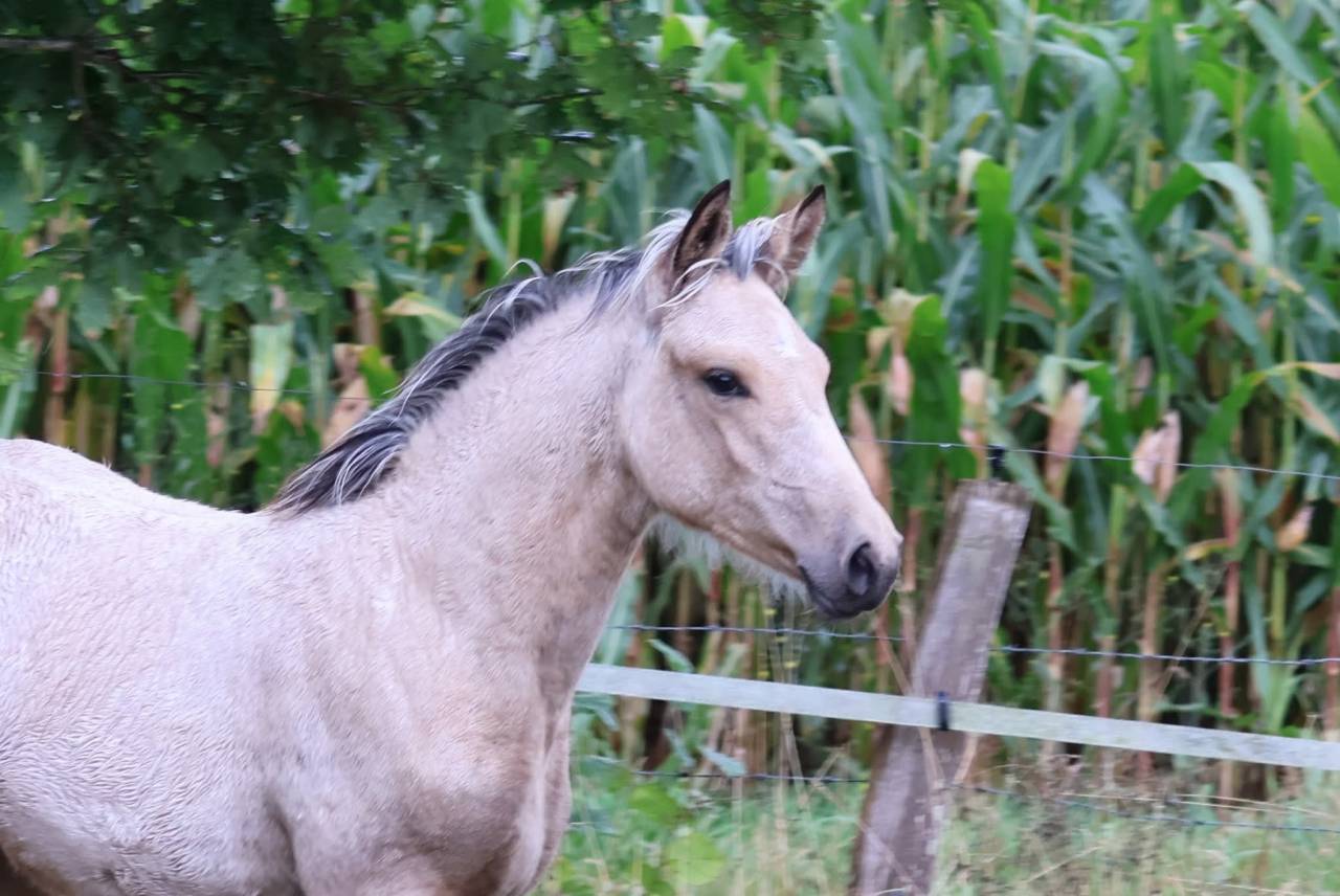 Filly French Saddle Pony For sale 2025 Buckskin