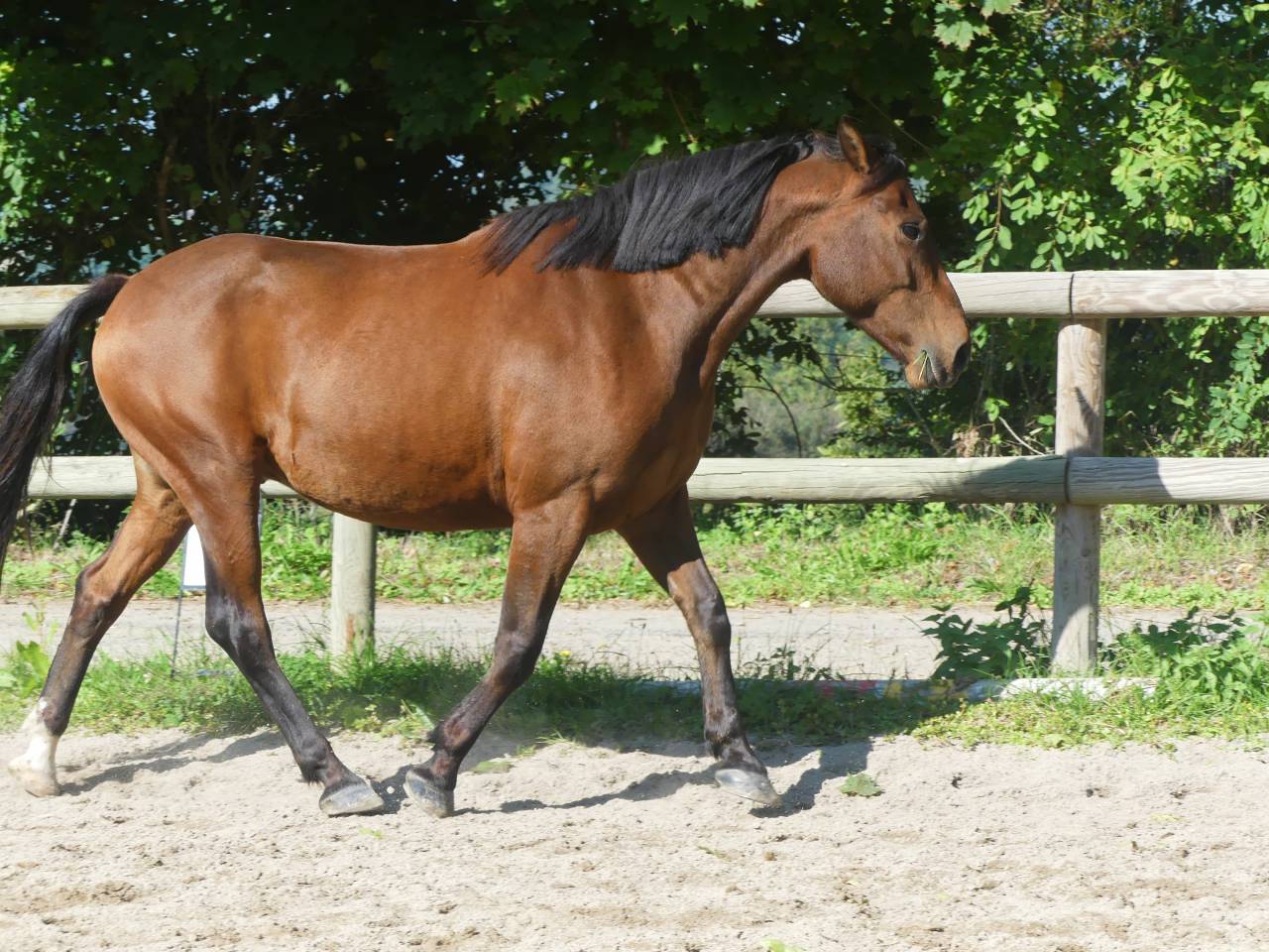 Gelding No Origin Recorded For sale 2015 Bay