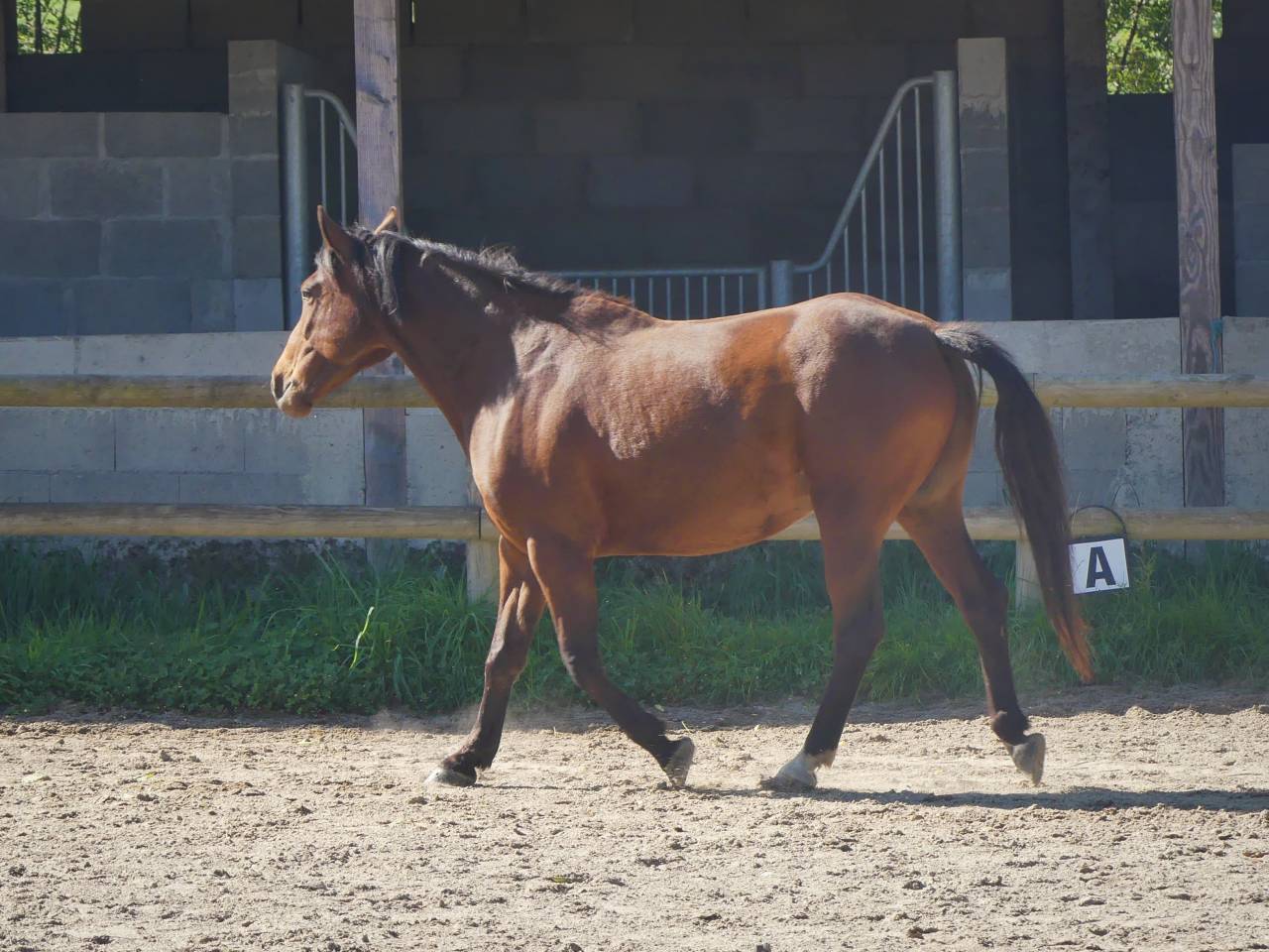 Gelding No Origin Recorded For sale 2015 Bay