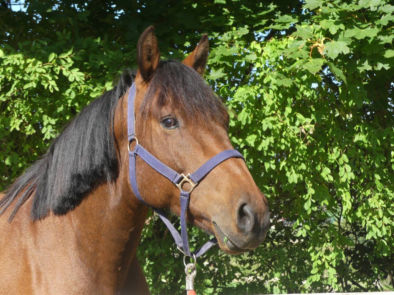 Gelding No Origin Recorded For sale 2015 Bay