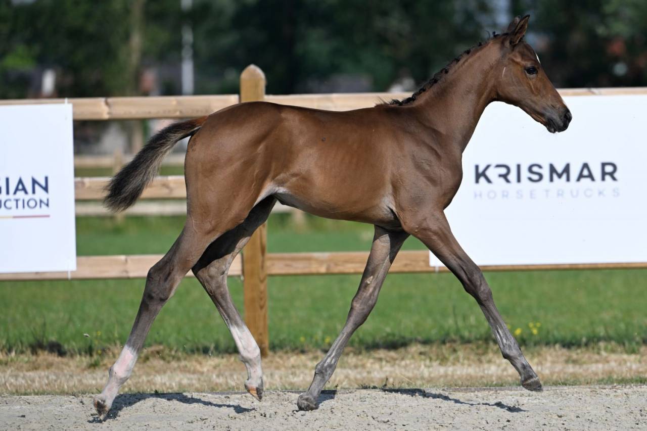 Mare BWP Belgian Warmblood For sale 2023 Bay