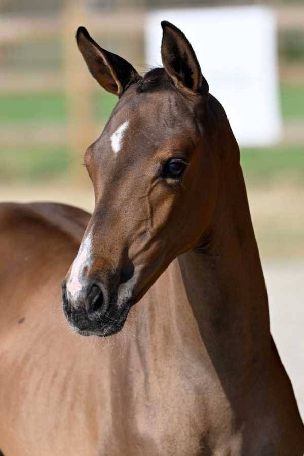 Mare BWP Belgian Warmblood For sale 2023 Bay