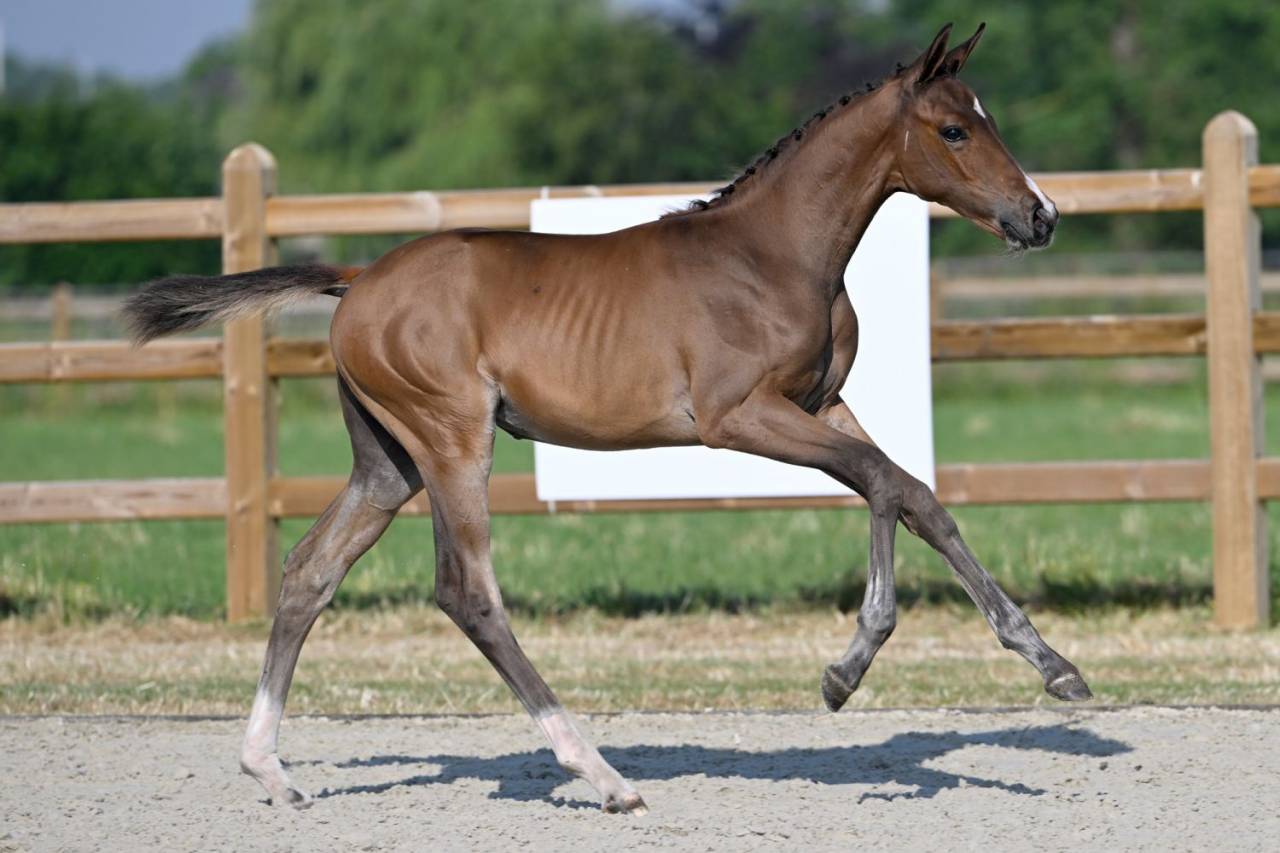 Mare BWP Belgian Warmblood For sale 2023 Bay