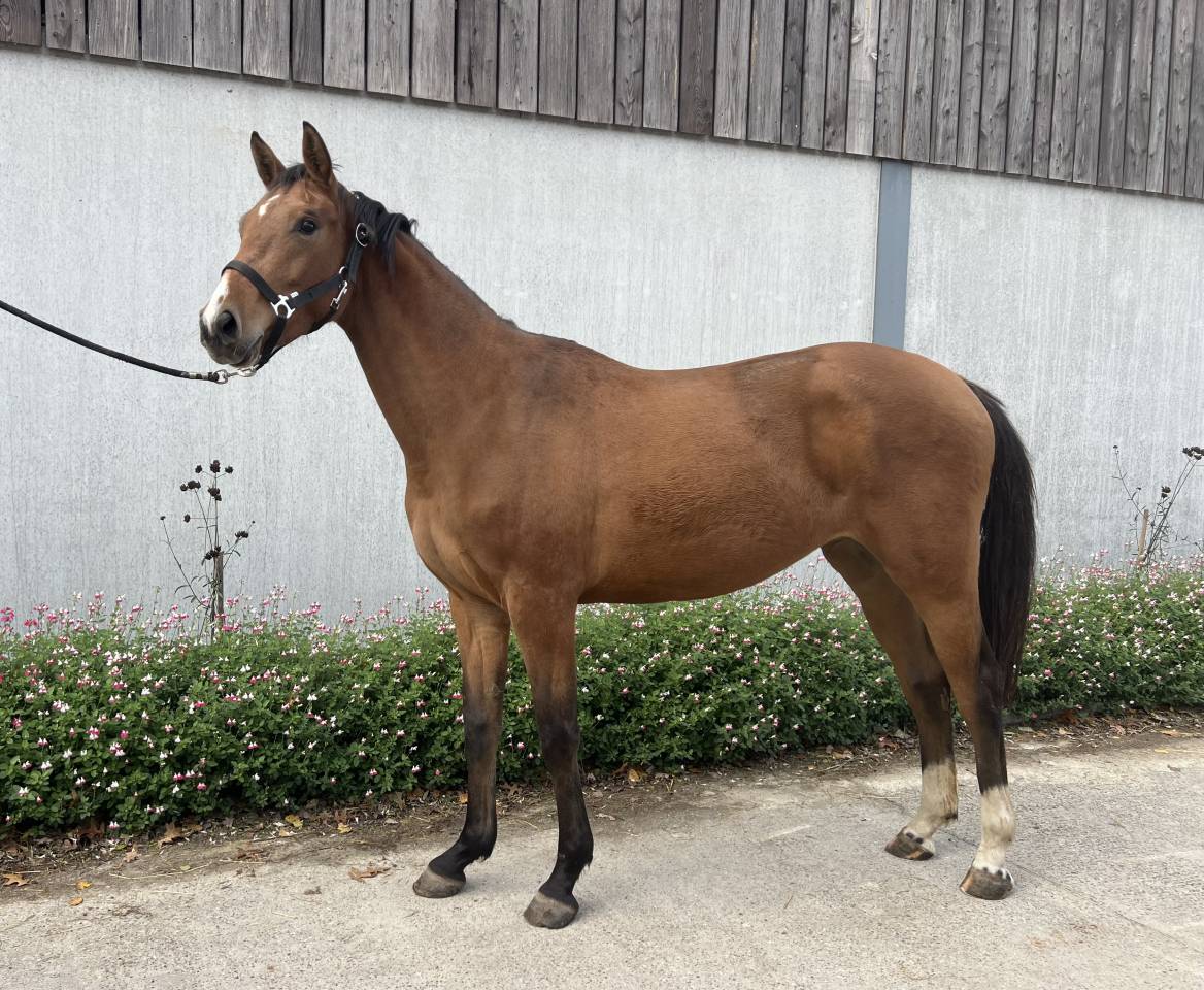 Mare BWP Belgian Warmblood For sale 2023 Bay