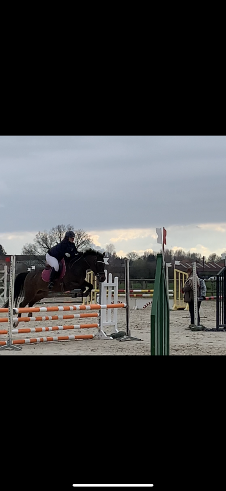 Mare No Origin Recorded For sale 2014 Dark Bay