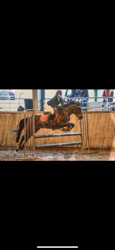 Mare No Origin Recorded For sale 2014 Dark Bay