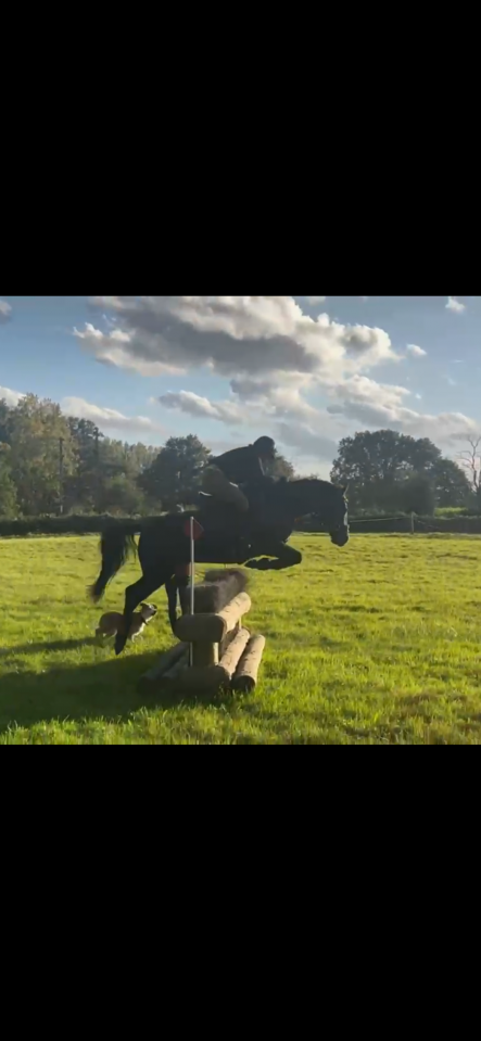 Mare No Origin Recorded For sale 2014 Dark Bay