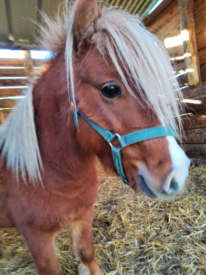 Entire Other Pony Breed For sale 2022 Liver chestnut