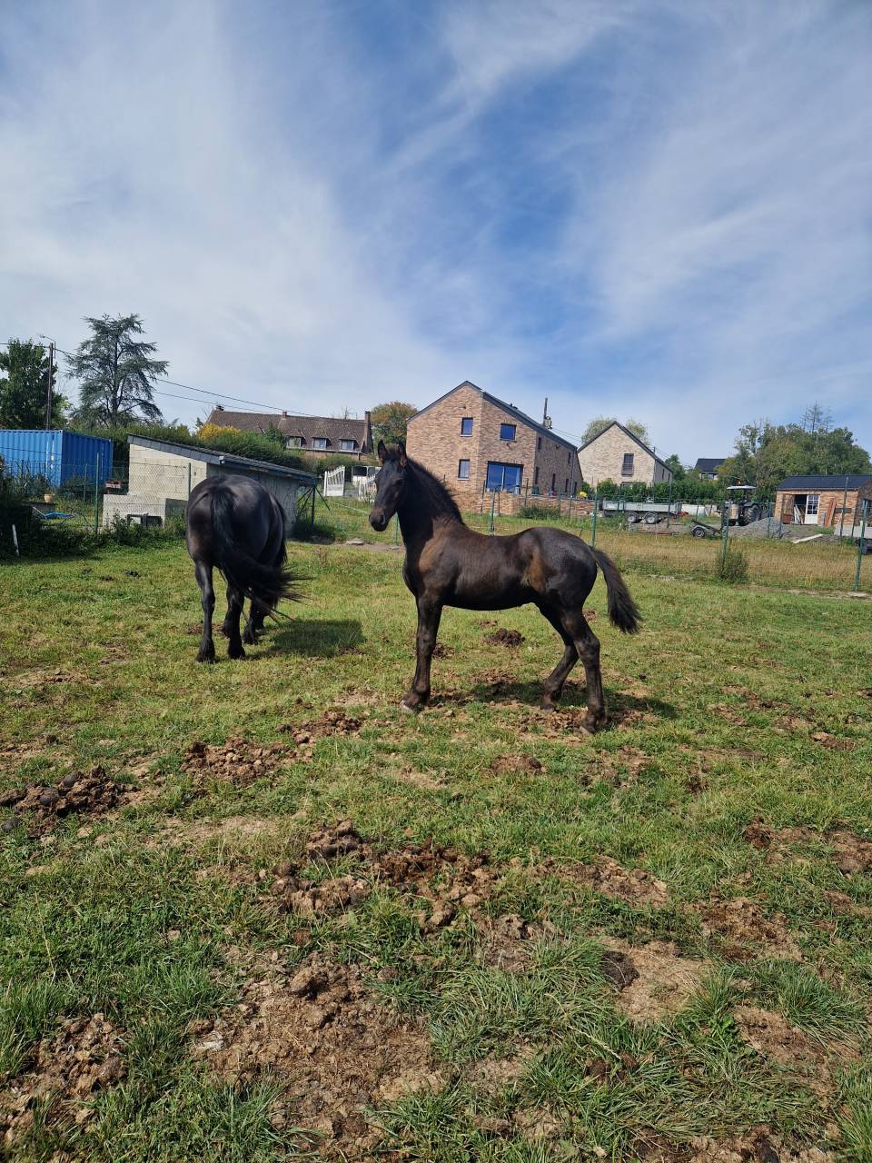 Colt Friesian For sale 2024 Black