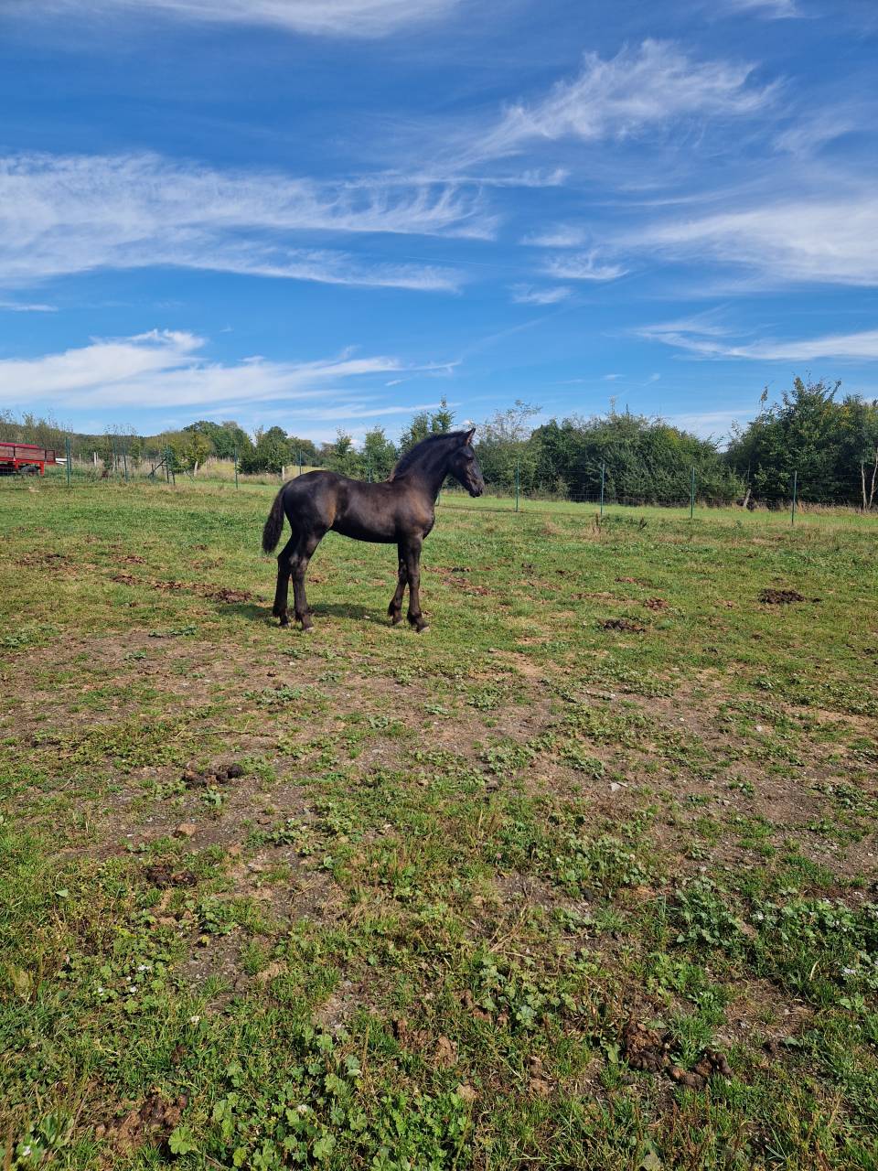 Colt Friesian For sale 2024 Black