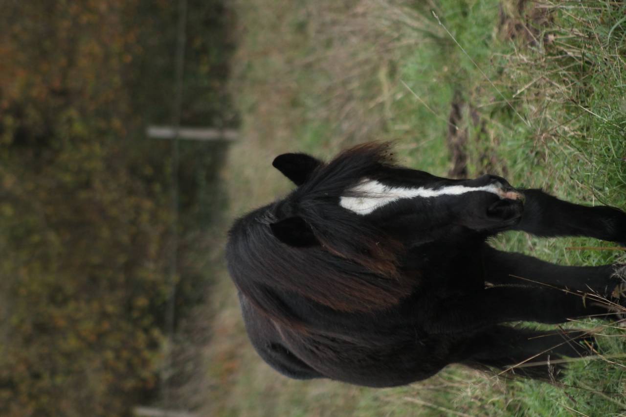 Gelding Pottok  For loan 2011 Brown