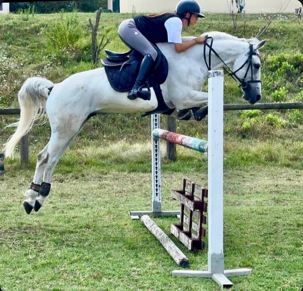 Gelding Connemara For sale 2012 Grey