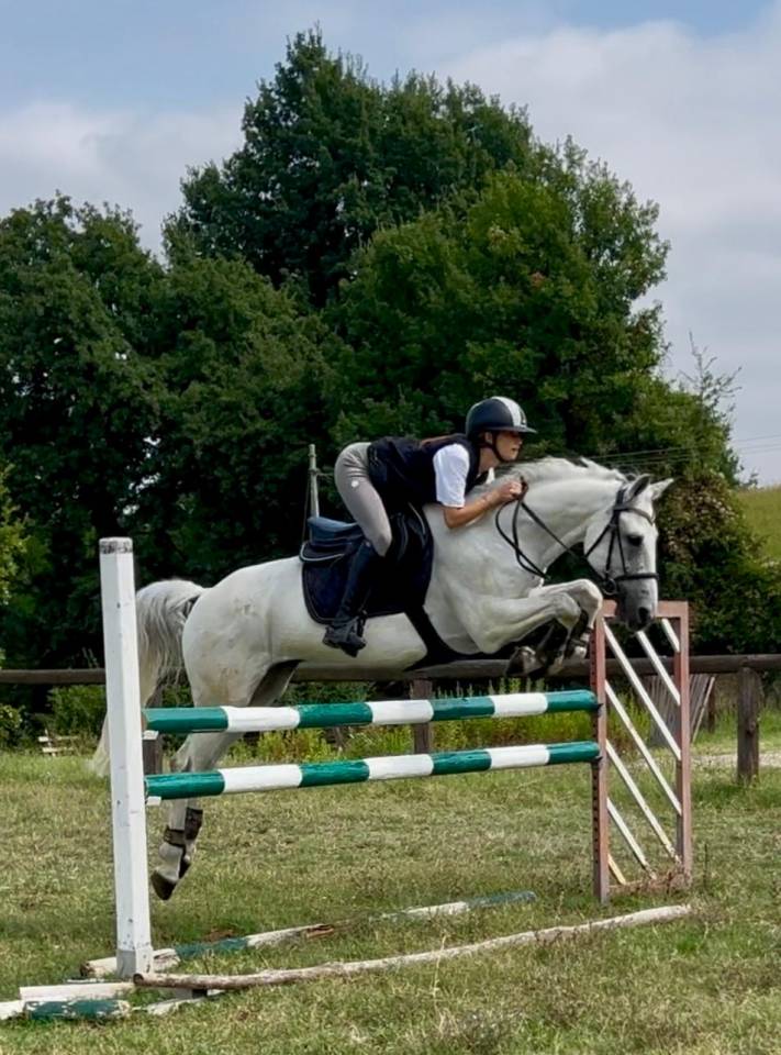 Gelding Connemara For sale 2012 Grey
