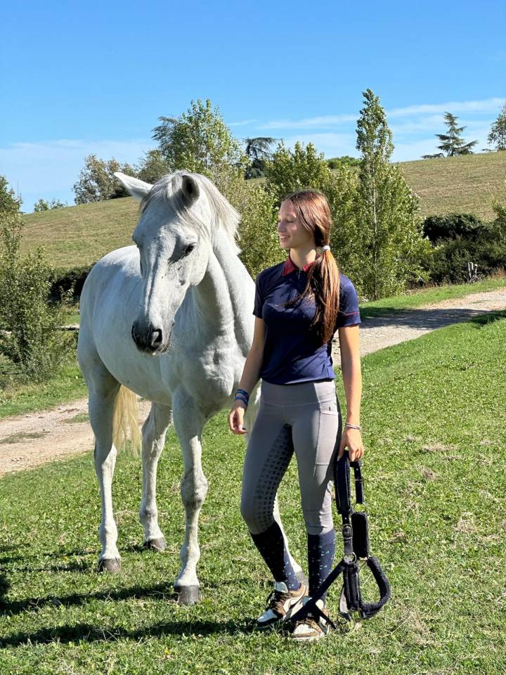 Gelding Connemara For sale 2012 Grey