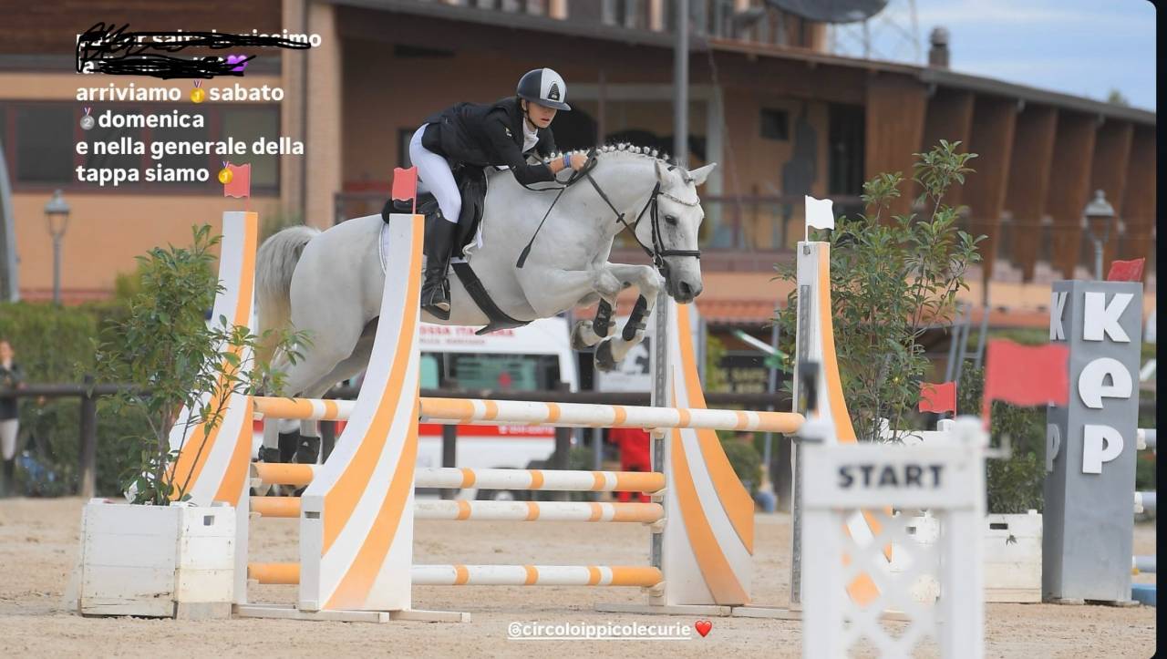 Gelding Connemara For sale 2012 Grey